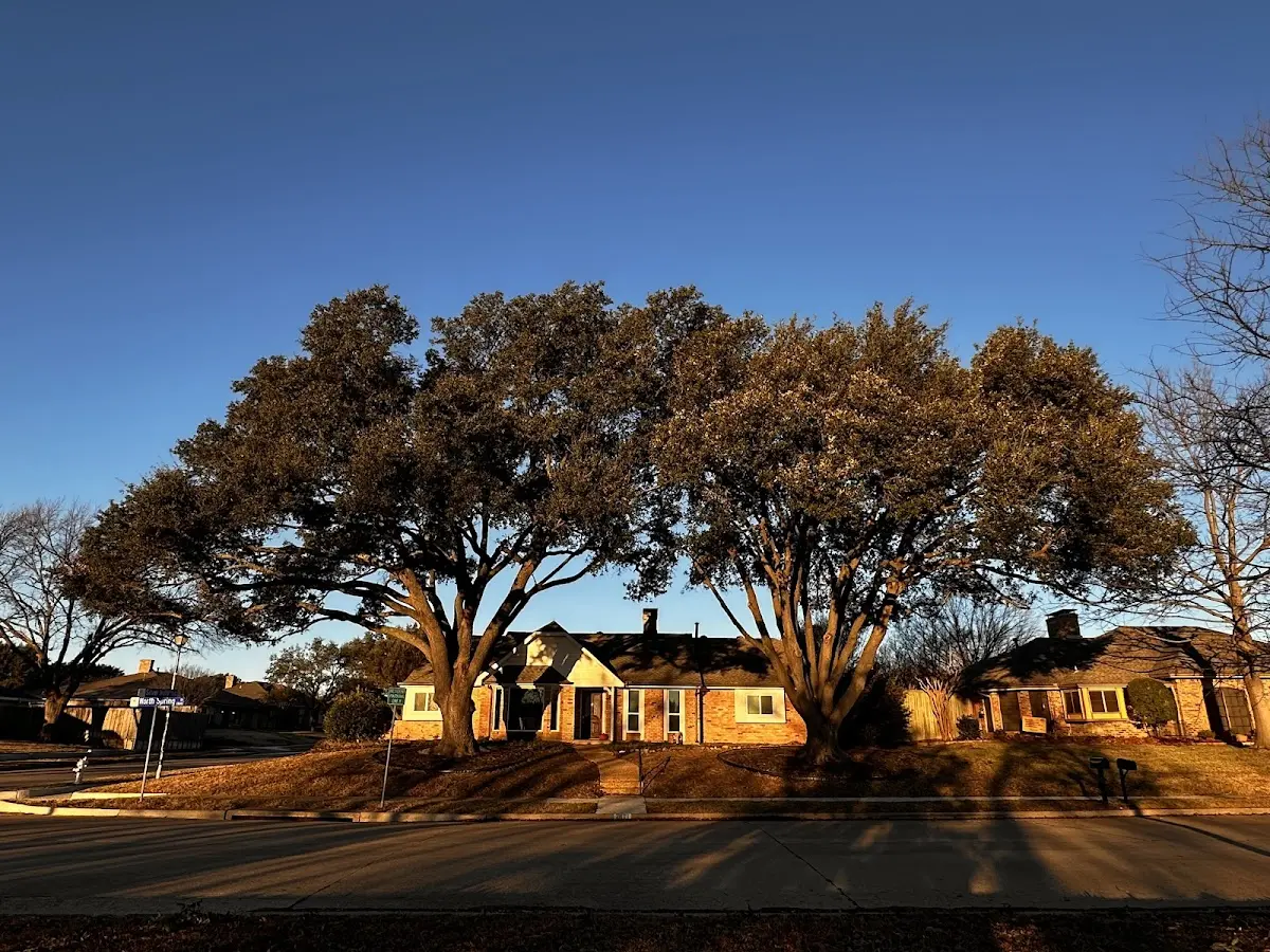 Established residential canopy tree shading a home in Pierre Part